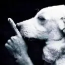 :dog_shh: :dog_shh: