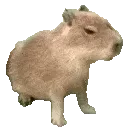 Capybara