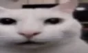 Tuna
