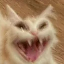 cat cat