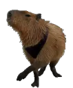 capybaraicegif7