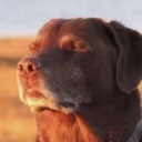 Imcooked custom emote | Azure_Phantom