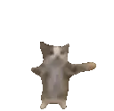 11AKittyCatJump