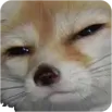 dog_stare