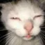 eepycat