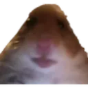HampterStare