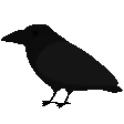 Crow_Spin