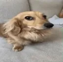 Dog_staring_sus