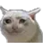 gato_sad