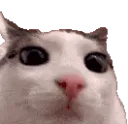 SadCat
