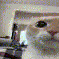 tan_catconcern Discord emoji