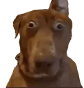 doghuh