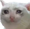 sadcat