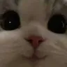 4853catcute