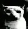 bruhcat2