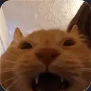 Wilber_distress