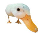 duckSus Discord emoji