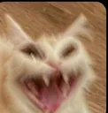 Y_