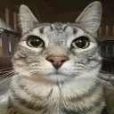 Cat_stare