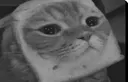 gatosad