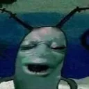plankton