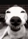 doghappy