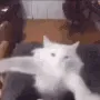 catdancingmemedancing