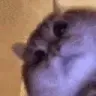 Stare Stare
