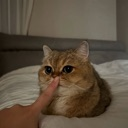 shhhhh custom emote - TheFemmys