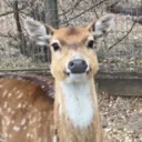 ermdeer