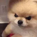 AngryPup
