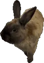 cinnamon