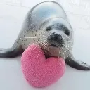 seallove