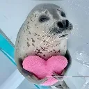 seallovept2