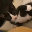 cat3