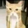 oldmonstercat