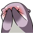 blush_otter
