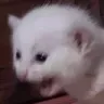 kittenscream
