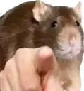 COPointingRat
