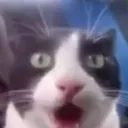 shock