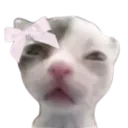 h_coqcat1