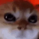 10043angrycat