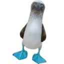 booby