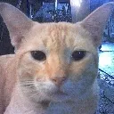 stare_cat