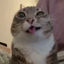pee_cat