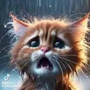 meowmeowmeowmeowwww