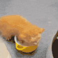 4413catmolk