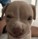 puppygrr