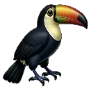 toucan