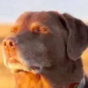 __